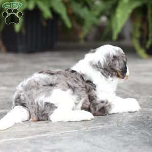Riley, Cavapoo Puppy